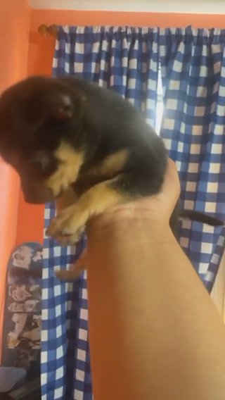 Pomeranian Mini Pinchers in Chicago, Illinois