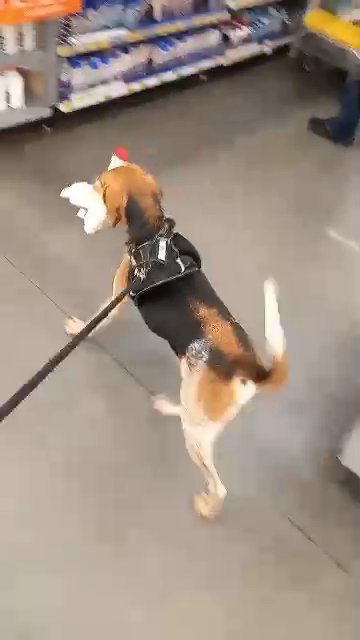 2-year-old red tick registered service dog in Boone, North Carolina