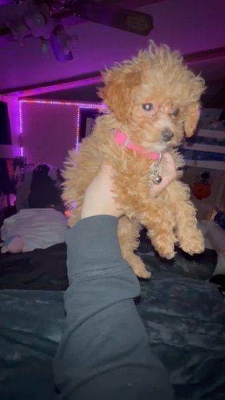 AKC Bailey The teacup toy Poodle in Grand Blanc (Charter Township), Michigan