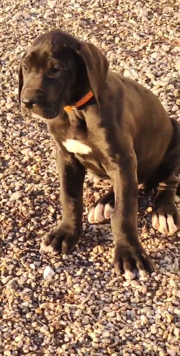 akc 9 week old great dane in Cedar Falls, Iowa