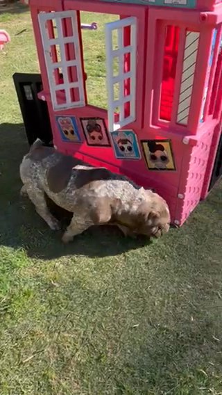 Micro Exotic Bully in Augusta, Georgia