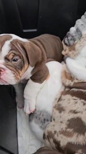 DudleyPups 1st Vet visit - 8 weeks old in San Francisco, California