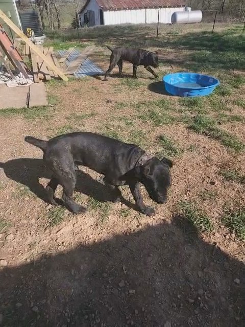 Cane Corso in Clarksville, Tennessee