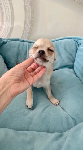 ???Donald???Chihuahua Puppy in Miami, Florida