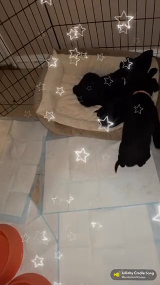Labrador Retriever Mix in Los Angeles, California