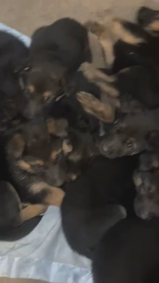 GERMAN SHEPHERD PUPPS in Grand Prairie, Texas