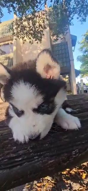 huskies in Opa-locka, Florida