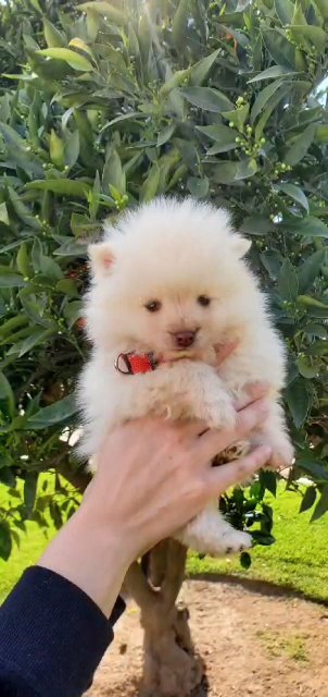 ( small breeds ) MUFASA in Fresno, California