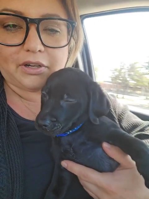 puppies in Arlington, Texas