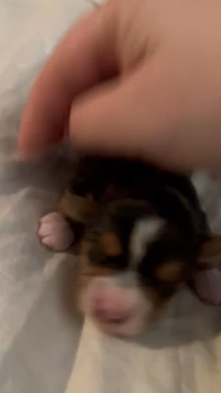 SOLD—AKC Female Yorkie in Boone, North Carolina