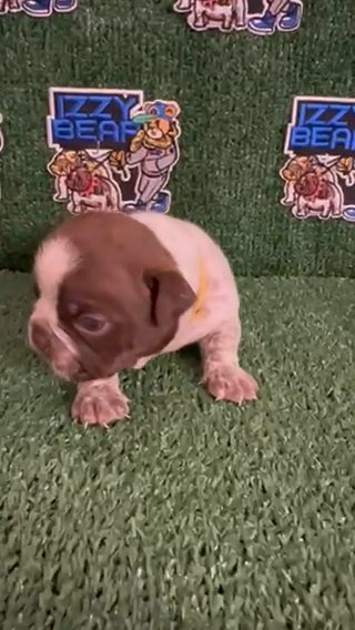 Exotic Micro Bully Puppy in Augusta, Georgia