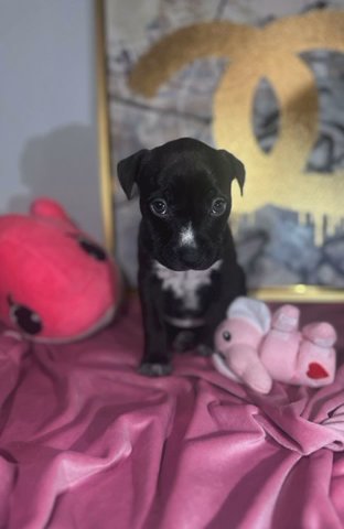 Pitbull puppies in Dallas, Texas