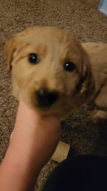 Golden Retriever/Goodle Puppy in Fresno, California
