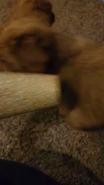 Golden Retriever/Doodle in Fresno, California