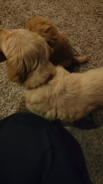 Goldendoodle/Golden Retriever in Fresno, California