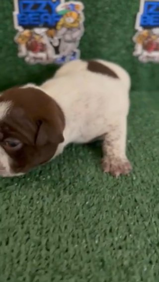Exotic Micro Bully Puppy in Augusta, Georgia