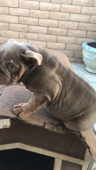 English Bulldog in Riverside, California