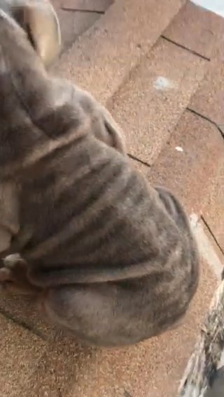 Lilac Tri English Bulldog in Riverside, California