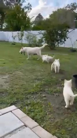White German Shepherds in Kissimmee, Florida