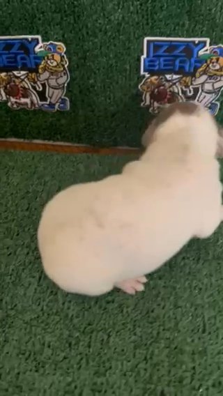 Exotic Micro Bully Puppy in Augusta, Georgia