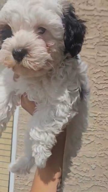 F1 Merle YorkiPoo Male in Coolidge, Arizona