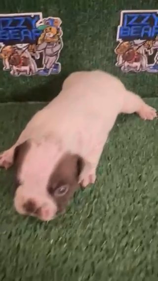 Exotic Micro Bully Puppy in Augusta, Georgia