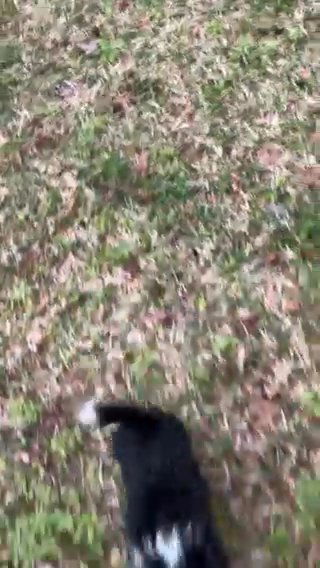 Pomchi Puppy in Hilton Head Island, South Carolina
