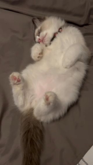 Male Ragdoll Kitten For Sale in Hilton Head Island, South Carolina