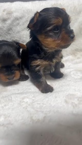 Teacup Yorkie Female Puppies in Tampa, Florida