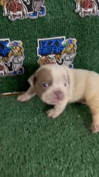 Exotic Micro Bully Puppy in Augusta, Georgia