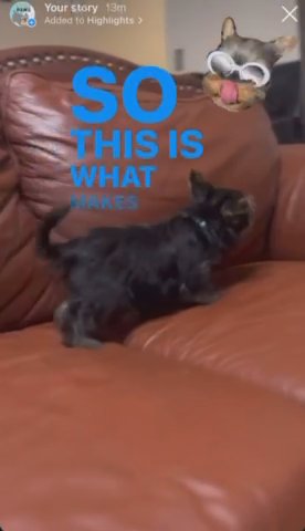 Yorkie Puppy Male in Homestead, Florida