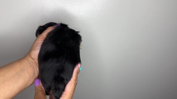 Yorkie male in Waldorf, Maryland