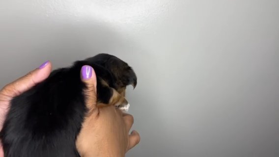 Male Yorkie (Sage) in Waldorf, Maryland