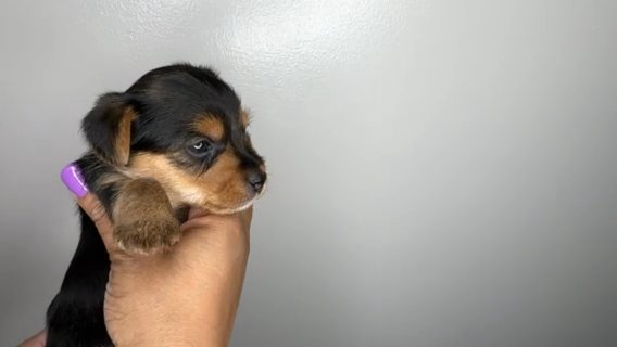 Male Yorkie (Dill) in Waldorf, Maryland