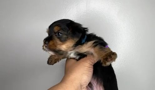 Male Yorkie (Basil) in Waldorf, Maryland