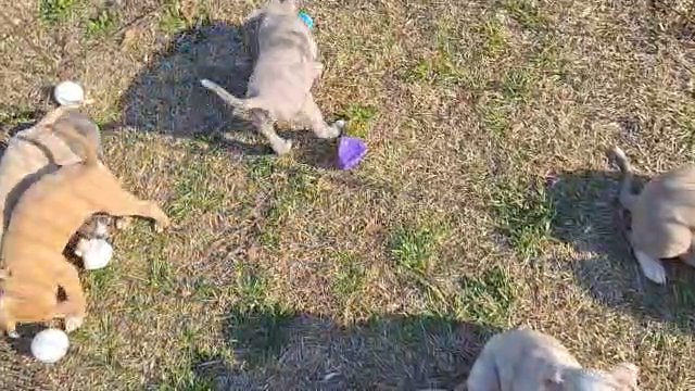Standard American Bullies in Greenwood, South Carolina