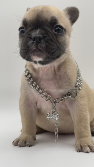 Jazzmine French Bulldog in New York City, New York