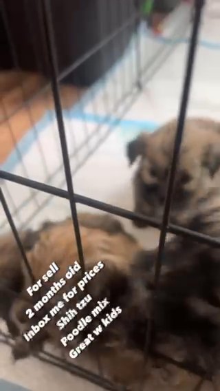 Shih Tzu Poodle Mix in Seaside, California