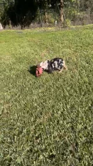 Paris Black and Tan Merle English Bulldog in Fort Lauderdale, Florida