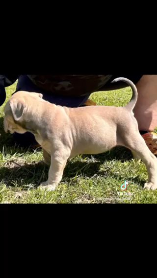 Male  Xl American Bully in Nashville, Tennessee