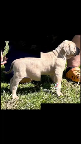 Female Xl American Bully in Nashville, Tennessee