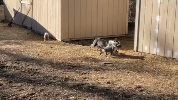 Sailor Jerrys Bulldogs in Spokane, Washington