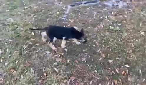 German Shepherd Puppies in Tallahassee, Florida
