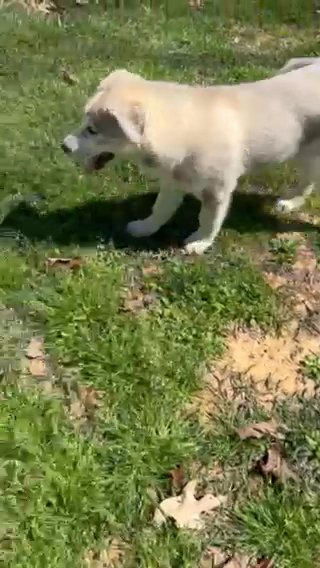 pyrenees husky in Tuscaloosa, Alabama