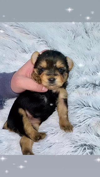 Princess Zelda✨ Female Yorkie in Lexington-Fayette, Kentucky