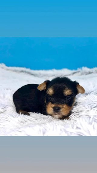 ?Prince Zane? Male Yorkie in Lexington-Fayette, Kentucky