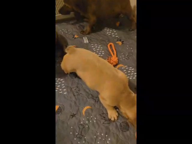 fawn boy in Raleigh, North Carolina
