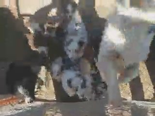 Aussie puppies in Hays, Kansas