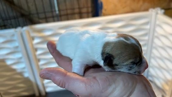 SOLD- Shorty Jack Russell in Paducah, Kentucky