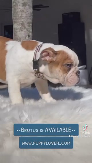Brutus - English Bulldog in Fort Lauderdale, Florida